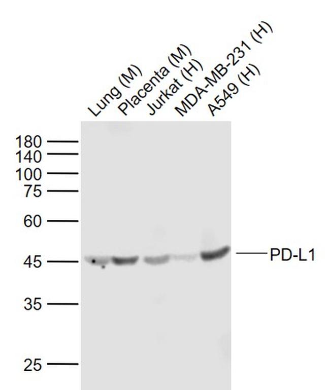 PD-L1 Antibody in Western Blot (WB)