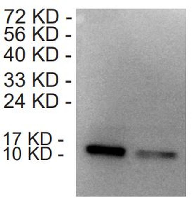 CCL18 Antibody in Western Blot (WB)