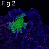 Myc Tag Antibody in Immunocytochemistry (ICC/IF)