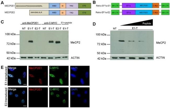 c-Myc Antibody in Immunocytochemistry (ICC/IF)