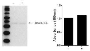 Multispecies CREB (Total) InstantOne™ ELISA Kit