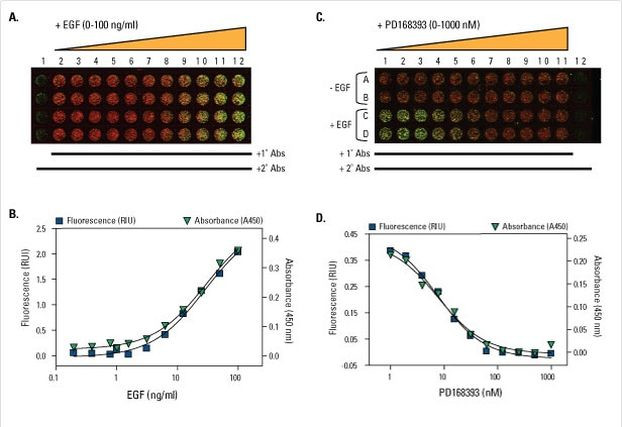 Multispecies EGFR In-Cell ELISA Kit, Colorimetric