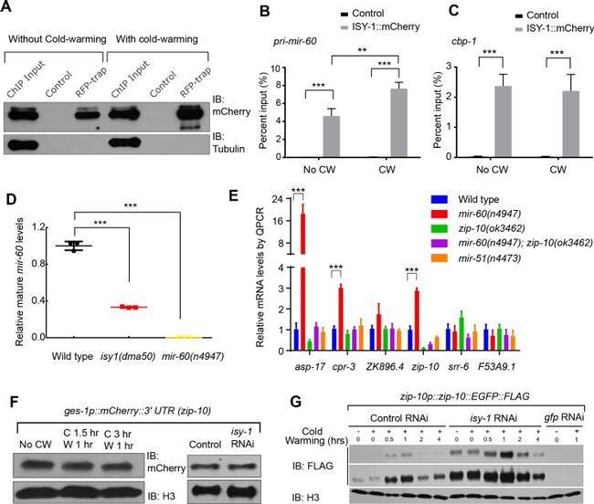 mCherry Monoclonal Antibody (16D7) (M11217)