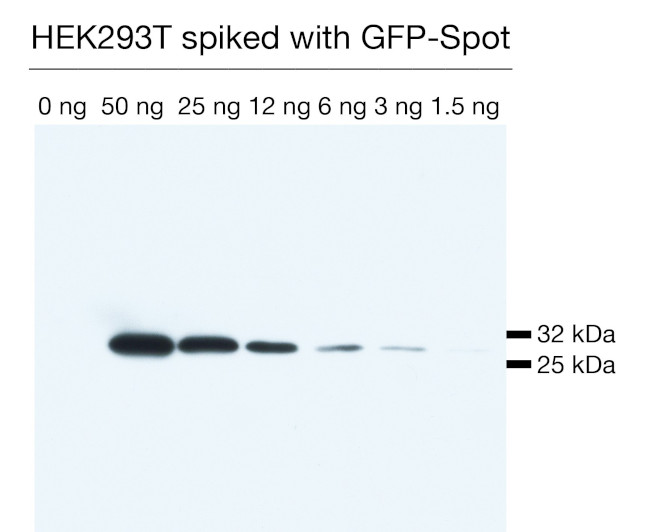 Spot VHH Antibody in Western Blot (WB)