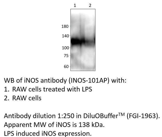 iNOS Antibody in Western Blot (WB)