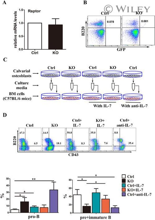 CD43 Monoclonal Antibody (eBioR2/60), FITC (11043182)