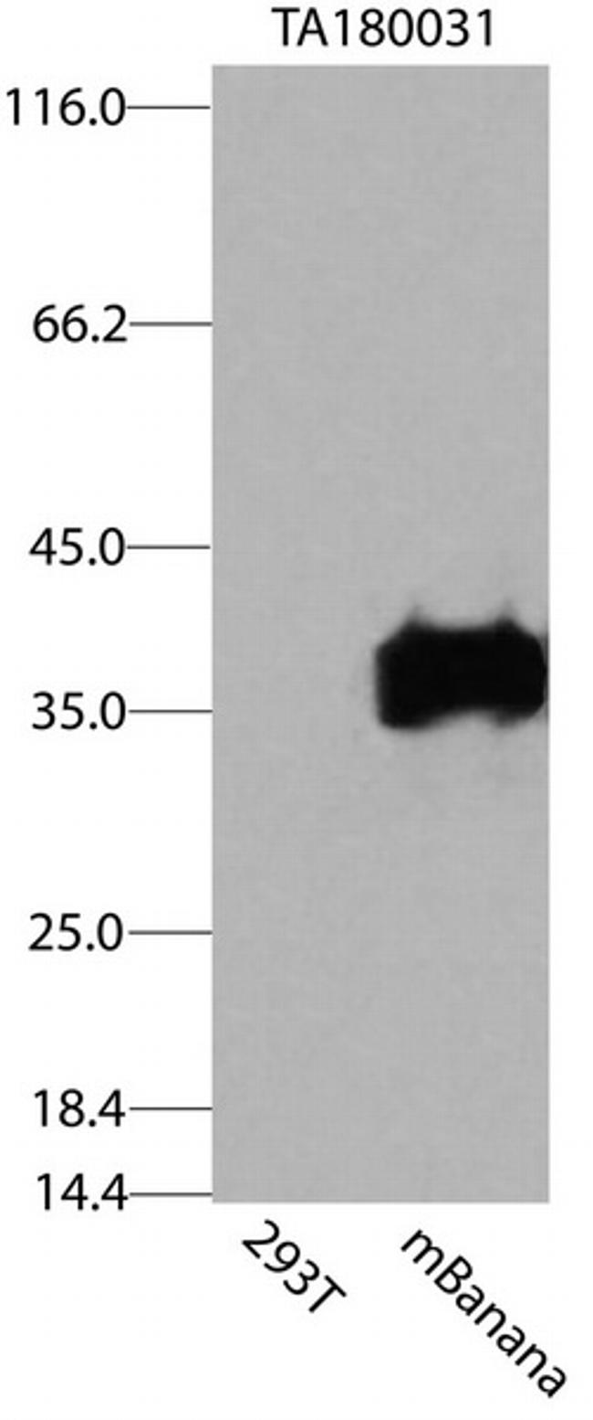 mBanana Antibody in Western Blot (WB)