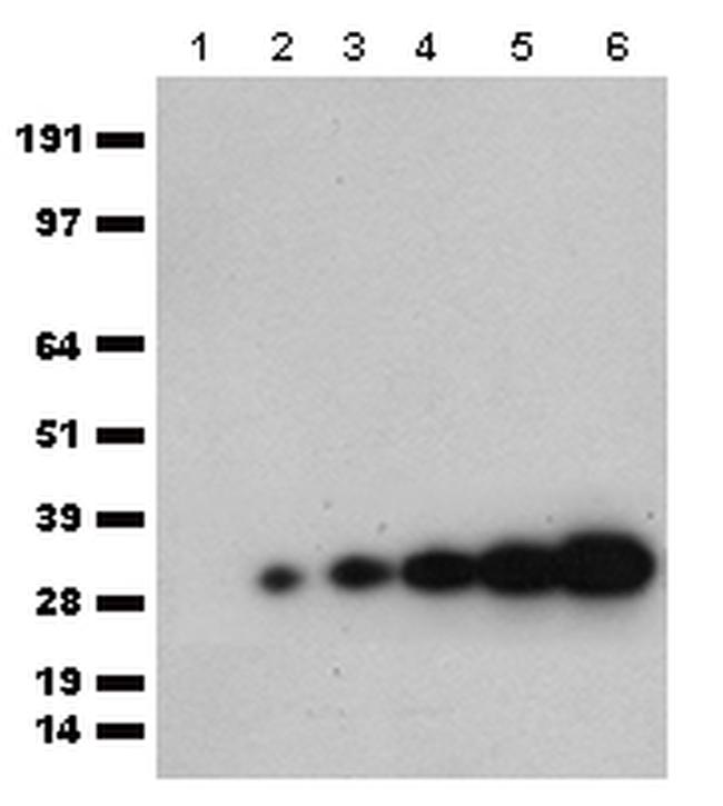 mCherry Antibody in Western Blot (WB)