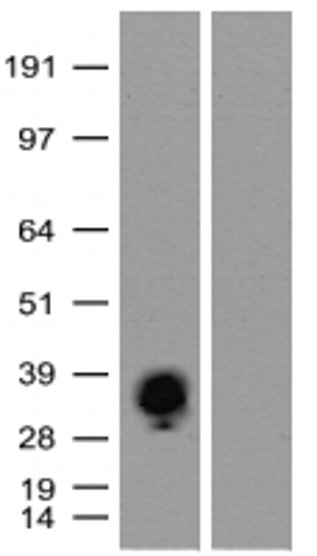 mKate Antibody in Western Blot (WB)