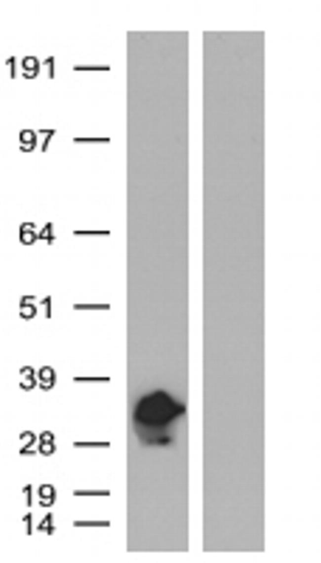 mKate Antibody in Western Blot (WB)