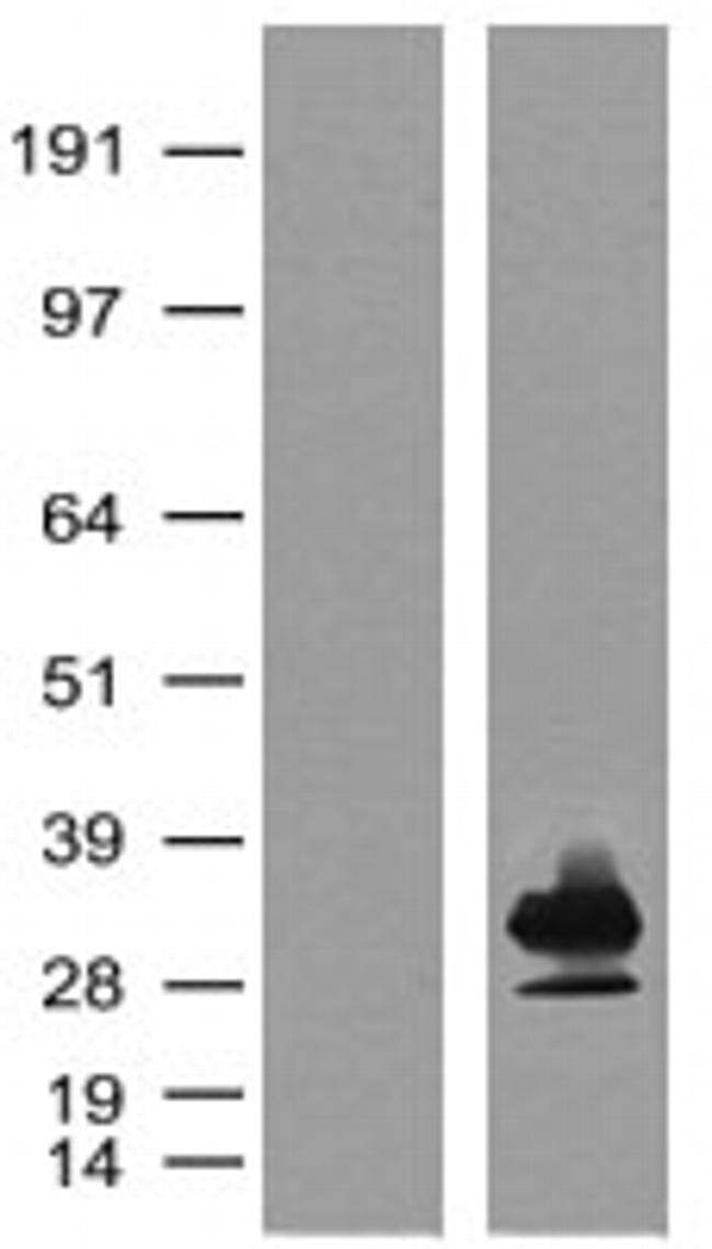 mKate Antibody in Western Blot (WB)