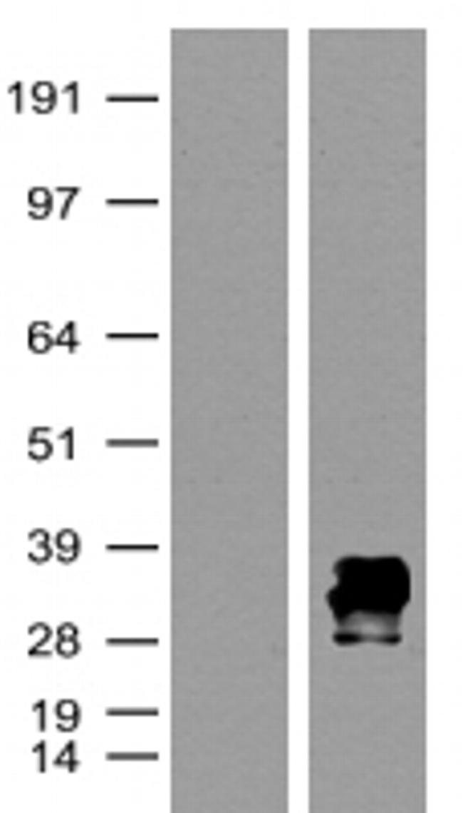 mKate Antibody in Western Blot (WB)