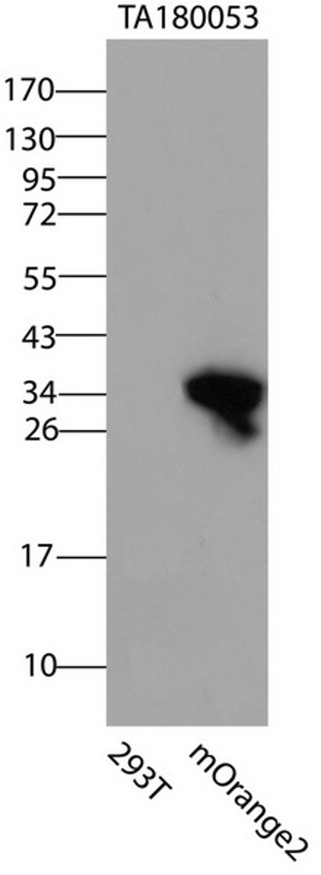 mOrange/mOrange2 Antibody in Western Blot (WB)