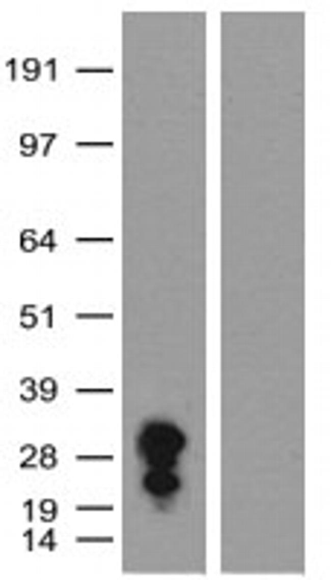 mPlum Antibody in Western Blot (WB)