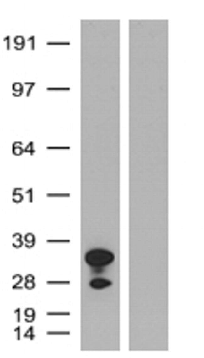 mPlum Antibody in Western Blot (WB)