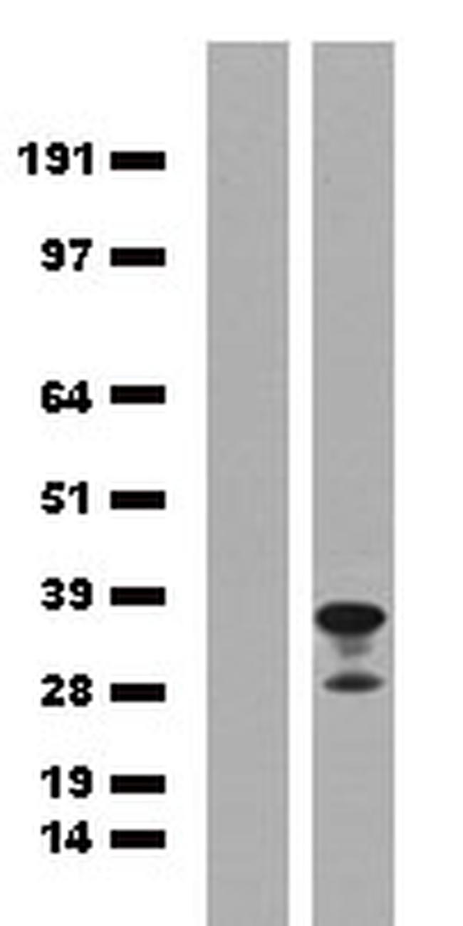 mPlum Antibody in Western Blot (WB)