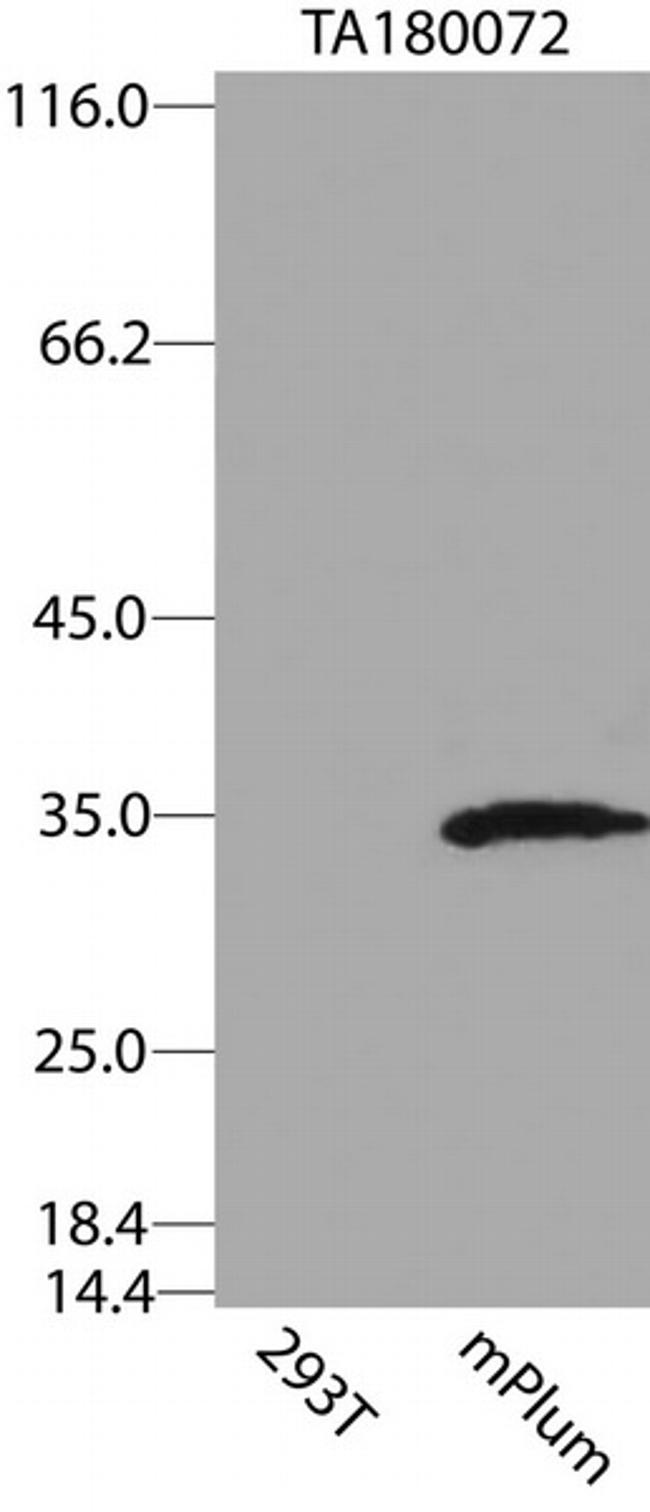 mPlum Antibody in Western Blot (WB)