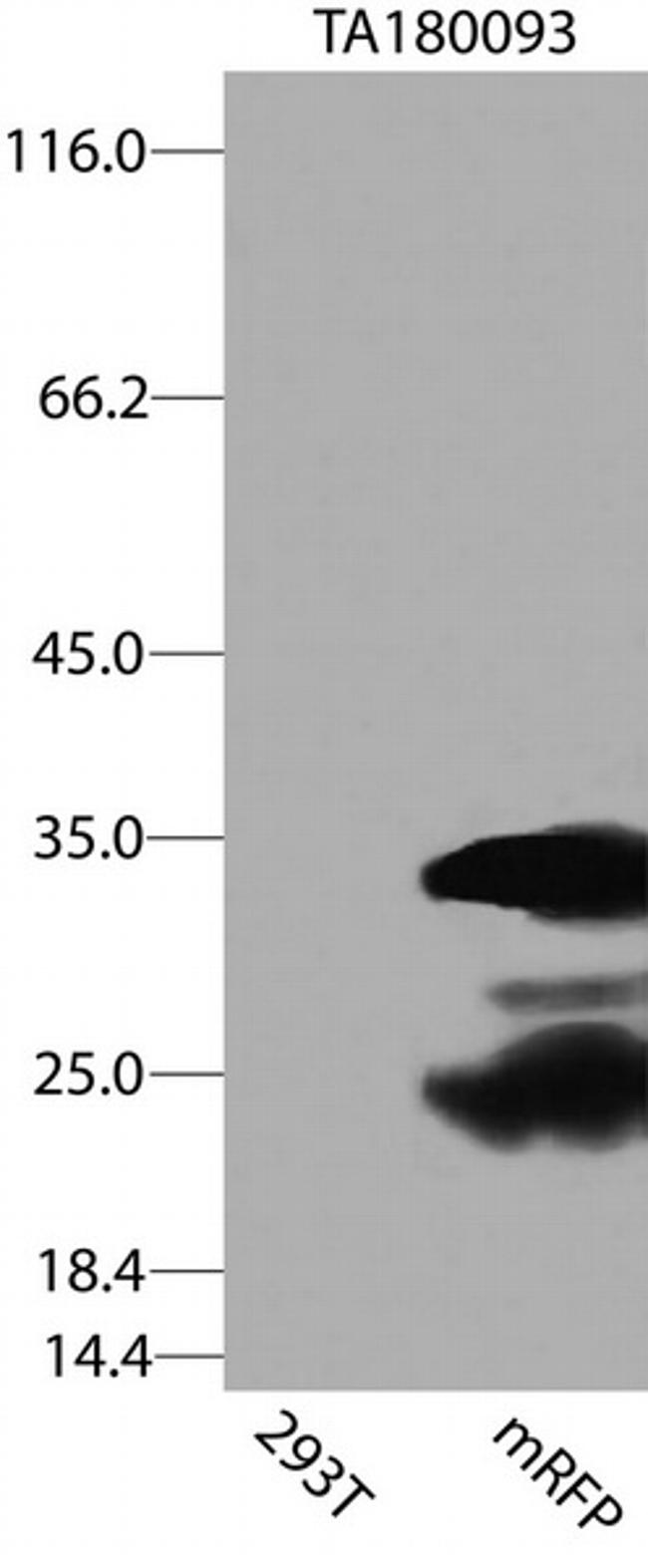 mRFP Antibody in Western Blot (WB)
