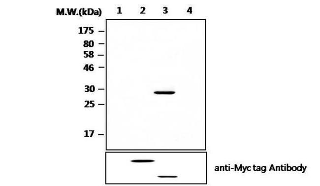 HCE Antibody in Western Blot (WB)