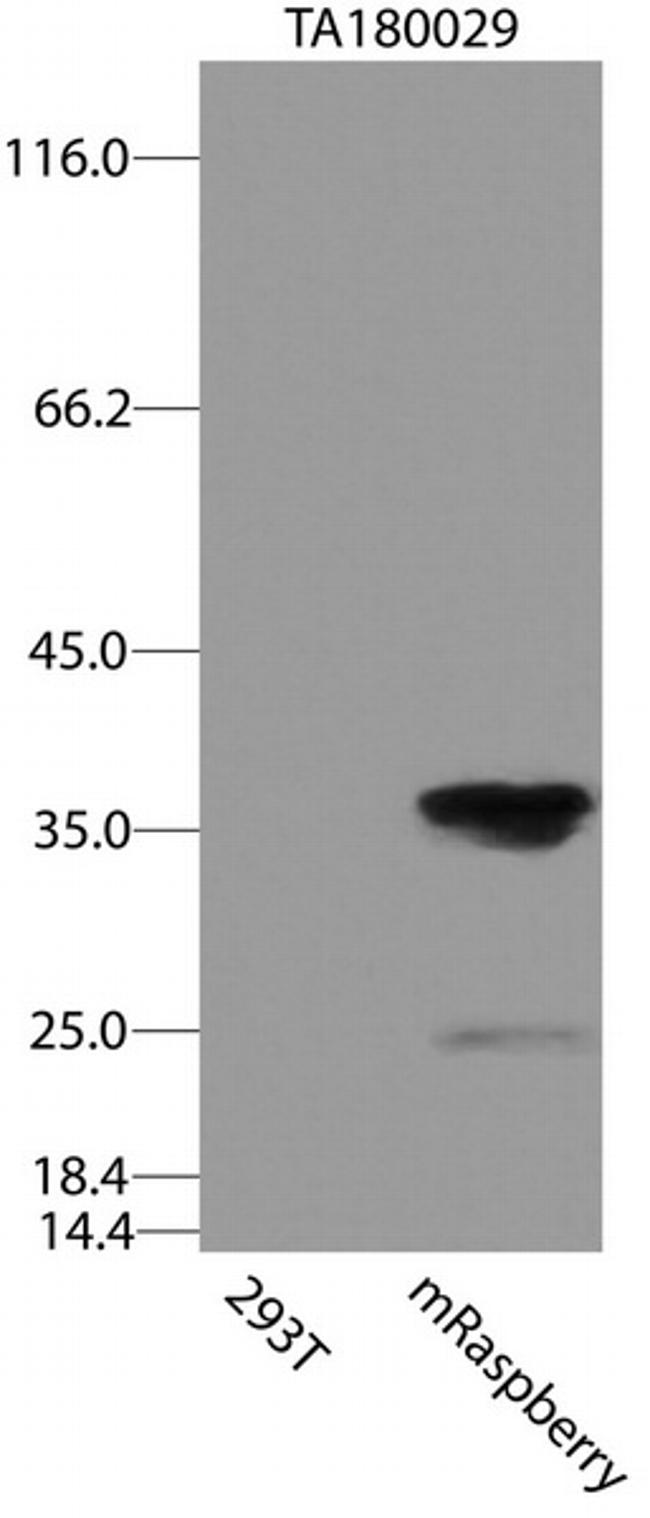 mRaspberry/AmCyan1 Antibody in Western Blot (WB)
