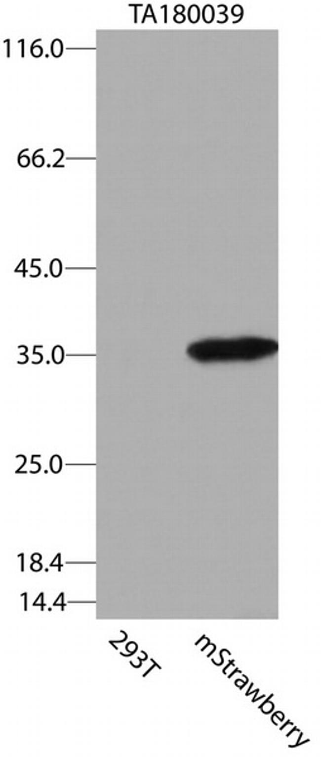 mStrawberry Antibody in Western Blot (WB)