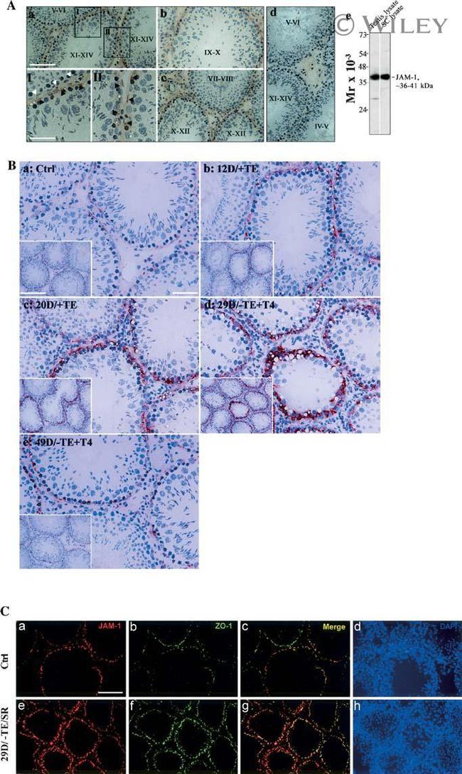 JAM-A (CD321) Antibody in Western Blot, Immunohistochemistry (Frozen) (WB, IHC (F))
