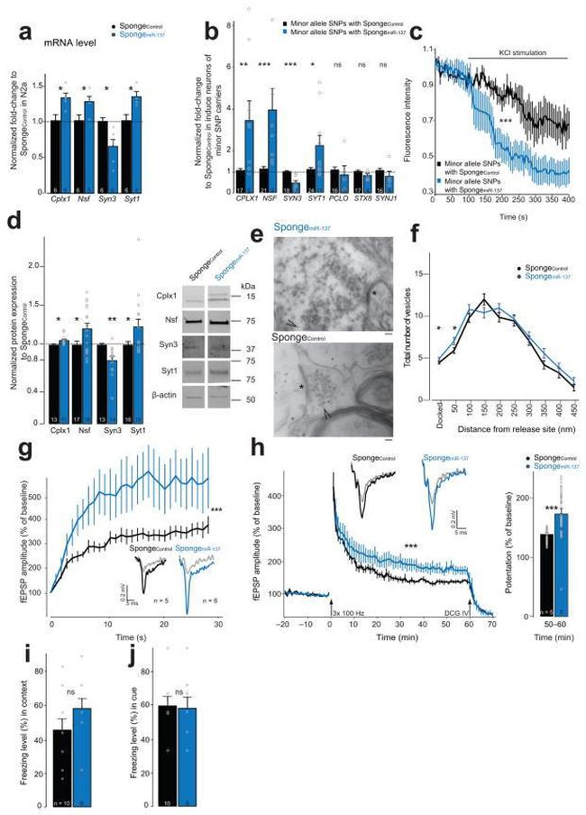 Synapsin 3 Antibody in Western Blot (WB)