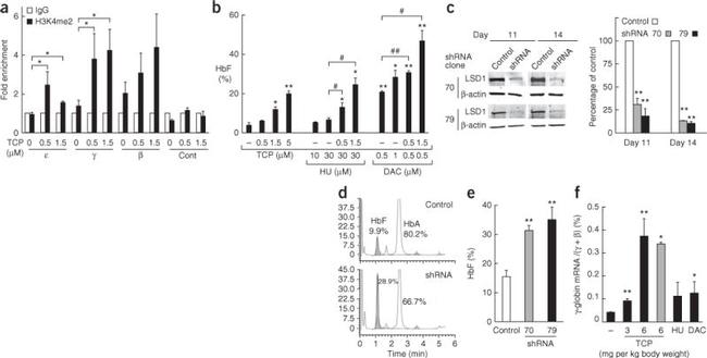 Fetal Hemoglobin Antibody in Flow Cytometry (Flow)