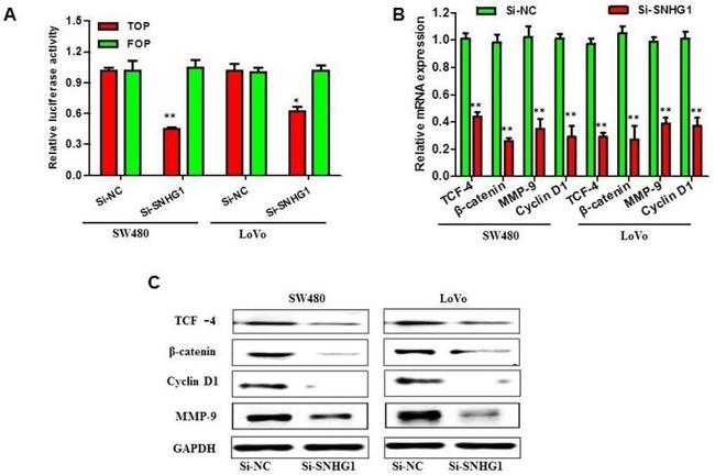TCF7L2 Antibody in Western Blot (WB)