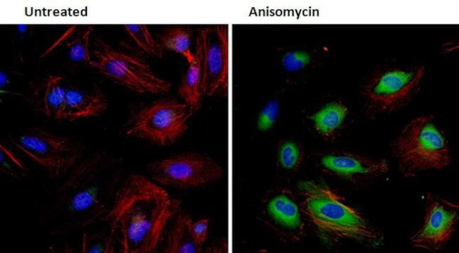 Phospho-HSP27 (Ser78) Antibody in Immunocytochemistry (ICC/IF)