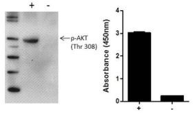 Multispecies AKT (Phospho) [pT308] InstantOne™ ELISA Kit