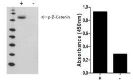 Multispecies beta Catenin (Phospho) [pS45] InstantOne™ ELISA Kit