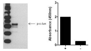 Multispecies c-Jun (Phospho) [pS73] InstantOne™ ELISA Kit