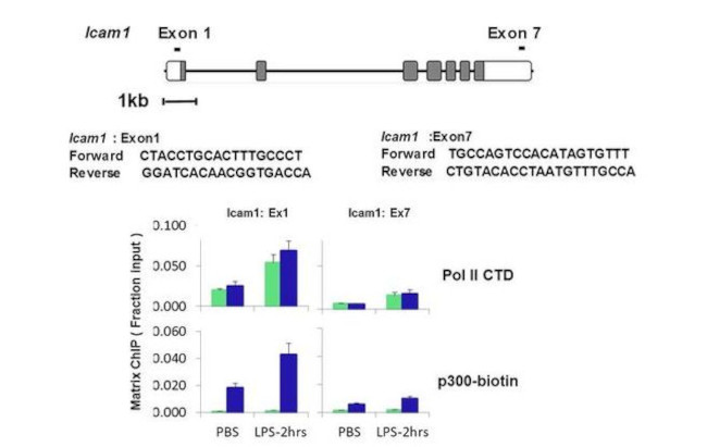 p300 Antibody in ChIP Assay (ChIP)