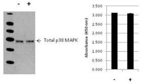 Multispecies p38 MAPK (Total) InstantOne™ ELISA Kit