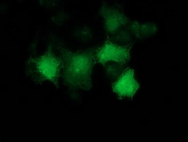 p53 Antibody in Immunocytochemistry (ICC/IF)