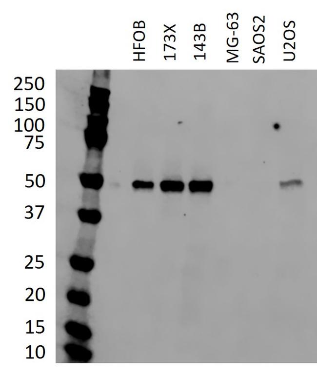 p53 Antibody in Western Blot (WB)