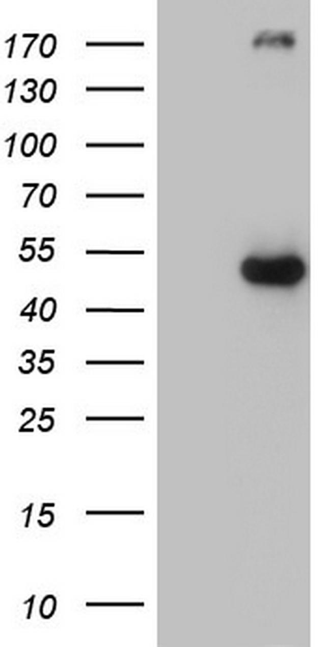 p53 Antibody in Western Blot (WB)