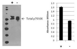 Multispecies p70 S6 Kinase (Total) InstantOne™ ELISA Kit
