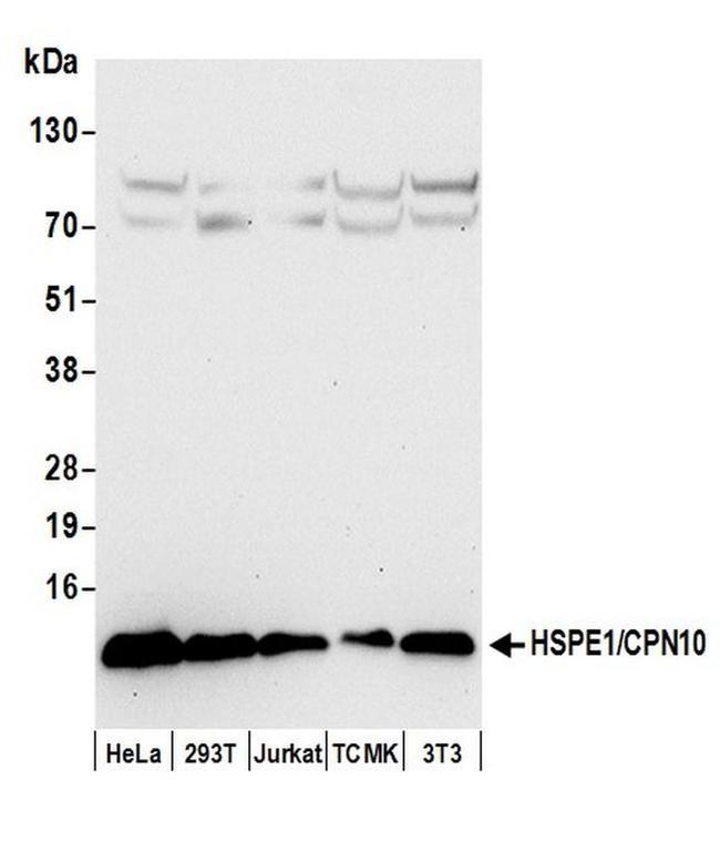 HSPE1/CPN10/HSP10 Antibody in Western Blot (WB)