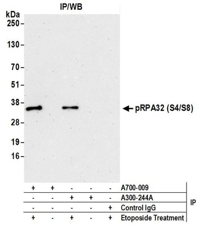 Phospho-RPA32 (Ser4, Ser8) Antibody in Western Blot (WB)