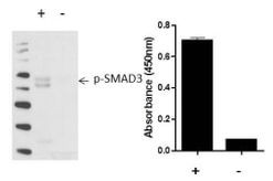 Human SMAD3 (Phospho) [pS423/pS425] InstantOne™ ELISA Kit