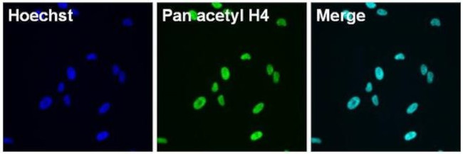 H4ac pan-acetyl (K5,K8,K12,K16) Antibody in Immunocytochemistry (ICC/IF)