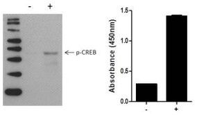 Multispecies CREB (Phospho) [pS133] InstantOne™ ELISA Kit