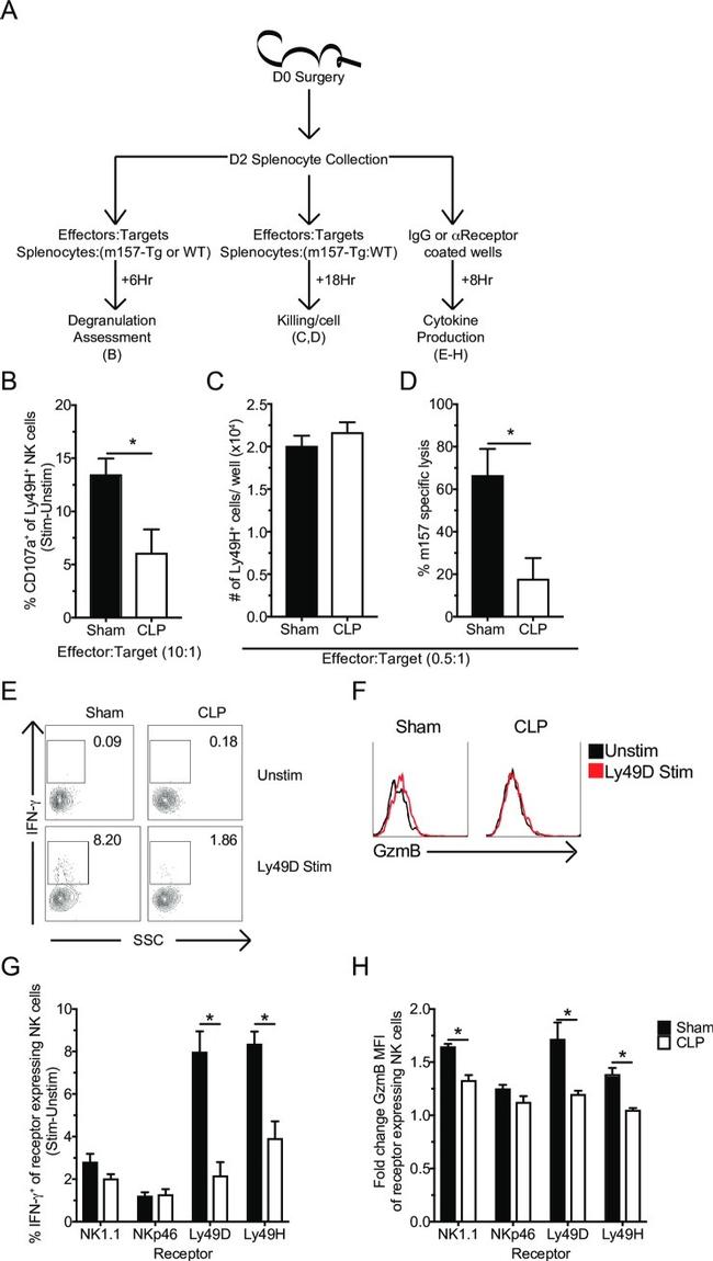 Granzyme B Antibody in Flow Cytometry (Flow)