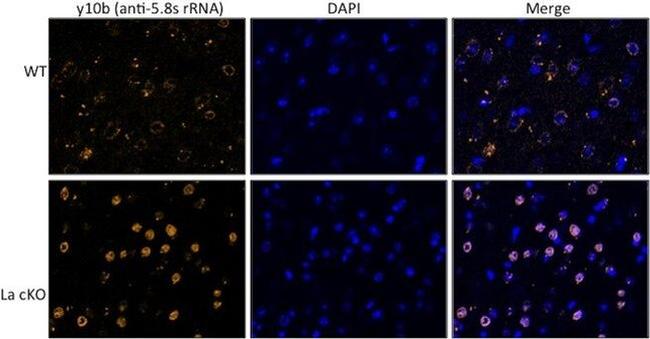 rRNA Antibody in Immunohistochemistry - Free Floating, Immunocytochemistry (IHC (Free), ICC/IF)