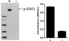 Human STAT1 (Phospho) [pY701] InstantOne™ ELISA Kit