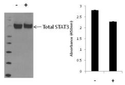 Human STAT3 (Total) InstantOne™ ELISA Kit