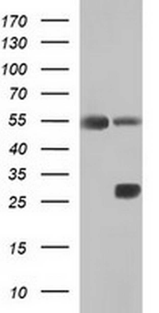 ICAM1 Antibody in Western Blot (WB)