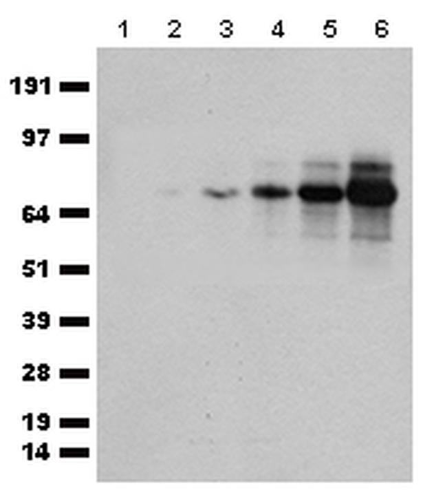 tdTomato Antibody in Western Blot (WB)